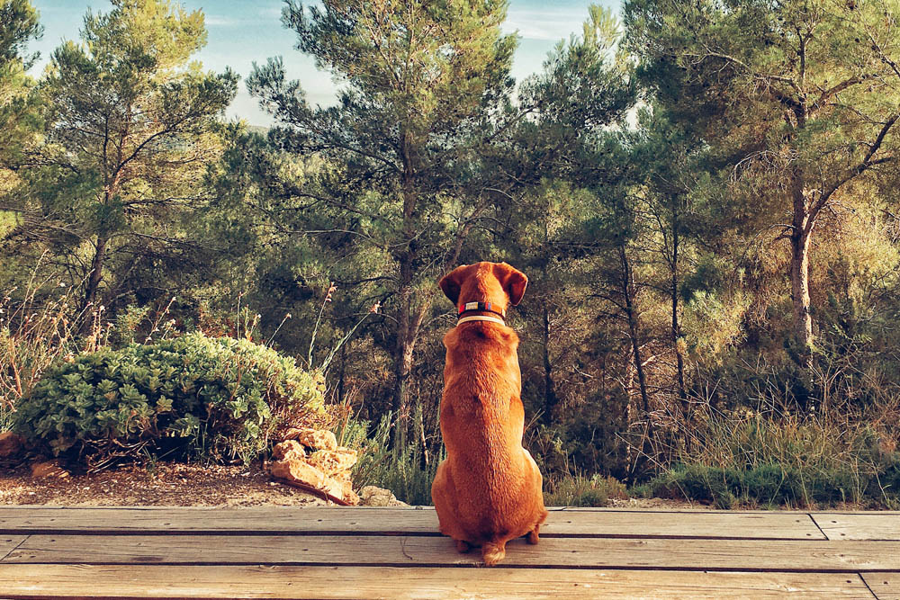 Pet Friendly Cabins in Wisconsin Dells, take your dog in the great outdoors
