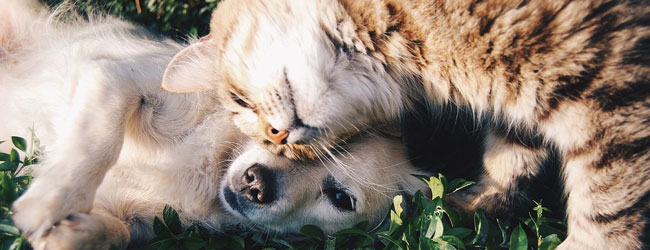 View of a Dog and Cat loving on each other in a Pet Friendly environment 960